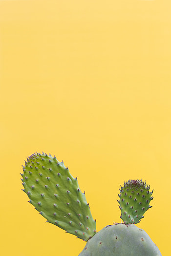 Minimalism, Barbed, Spiny, Cactus, Succulent HD phone wallpaper