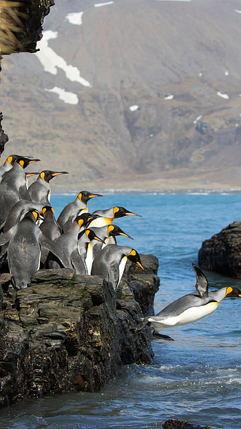Cute penguins, Playful antics, Arctic dwellers, Adorable creatures HD phone wallpaper