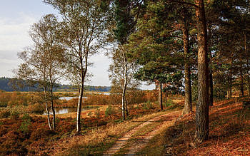Autumn Path in Denmark, trees, water, Denmark, Path, autumn HD wallpaper