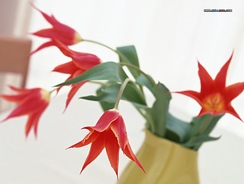 Star Burst, stems, leaves, red, vase, stars, , tulips, still HD wallpaper