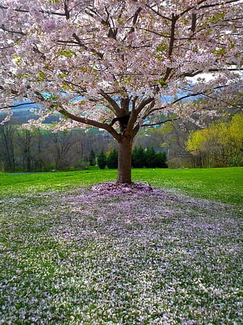 Stunning cherry blossom tree surrounded by a lush green landscape in springtime. HD phone wallpaper