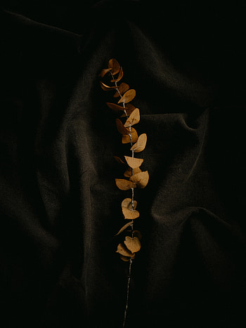 Minimalism, Branch, Cloth, Pleating, Folds HD phone wallpaper