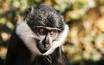 Monkey , monkey , 25512 px HD wallpaper