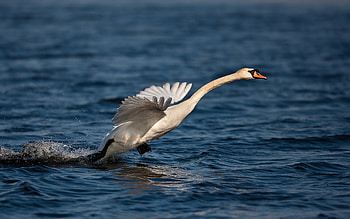 Animals, Birds, Swans HD wallpaper