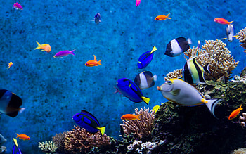 Aquarium fishes Â· HD wallpaper