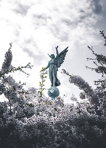 Flowers, Sakura, Miscellanea, Miscellaneous, Branches, Bloom, Flowering, Statue, Angel HD phone wallpaper