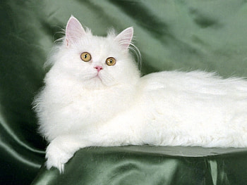 Animals, Cat, Fluffy, To Lie Down, Lie, Silk HD wallpaper