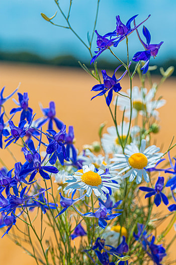Flowers, Camomile, Bouquet, Field, Tweezers, Sokirks HD phone wallpaper