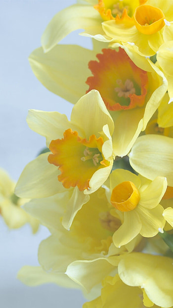 Daffodils , Sarah Walker HD phone wallpaper