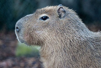 Capybara computer screen, Adorable animals, Nature theme, Rodent cuteness HD wallpaper