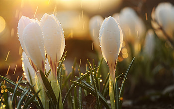 Plants, Flowers HD wallpaper