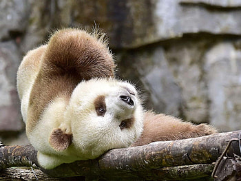Qinling, Pandas HD wallpaper