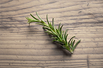 Spice nature, Onion vegetable, Rosemary herb, Plant HD wallpaper