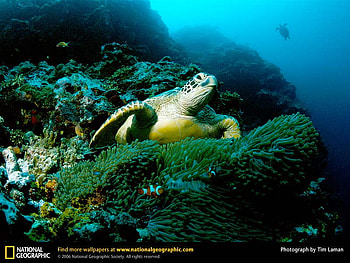 Green Sea Turtles, reptiles, turtles, animals HD wallpaper