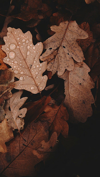 Brown, Brown Leaf Aesthetic HD phone wallpaper