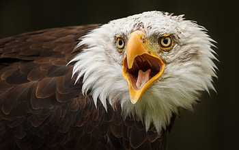 Feathered beauty, Striking eagle pose, Stunning bird of prey, Captivating gaze HD wallpaper