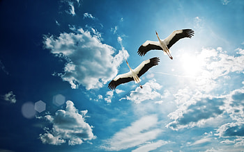 Animals, Birds, Sky, Clouds, Cranes HD wallpaper