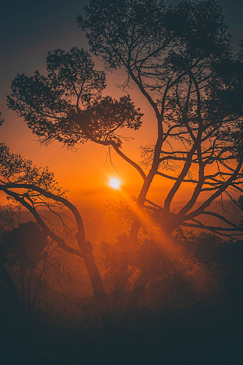 Nature, Trees, Sunset, Sky, Usa, Branches, United States, Los Angeles HD phone wallpaper