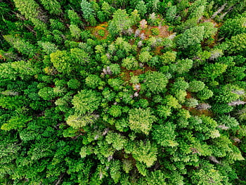 Stunning aerial shot of a dense, lush green evergreen forest from above. HD wallpaper