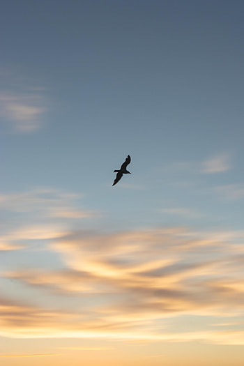 Animals, Sunset, Sky, Bird, Gull, Seagull, Wings HD phone wallpaper