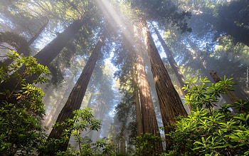Redwood in California, trees, sequoias, forest, America HD wallpaper