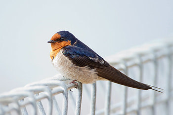 Welcome swallow, Swallow HD wallpaper