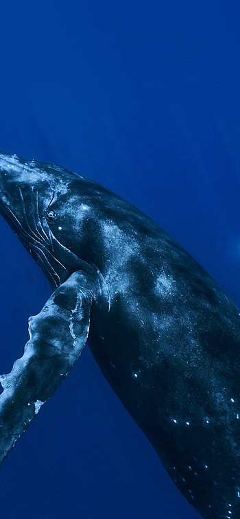 Blue whales , John Johnson, Majestic sea creatures, Oceanic wildlife HD phone wallpaper