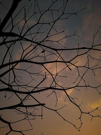 Nature, Sunset, Sky, Wood, Tree, Branches HD phone wallpaper