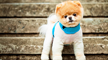 puppyyyy, de, ab, bc, cd HD wallpaper