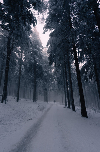 Snow, Silhouette, Miscellanea, Miscellaneous, Forest, Fog, Loneliness HD phone wallpaper