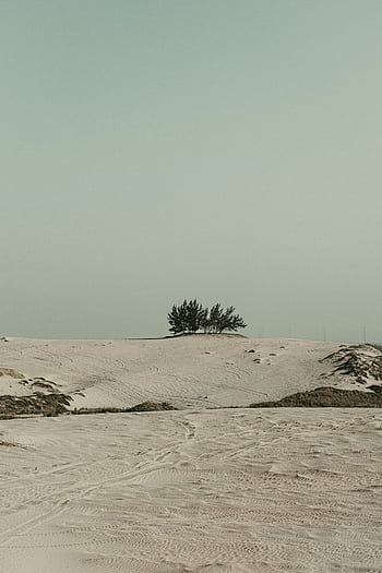 A tranquil desert scene featuring sparse trees under a clear sky, ideal for serene and minimalist themes. HD phone wallpaper
