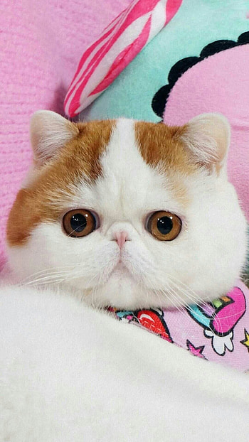 Exotic Shorthair Cat, France Laure Cochard, Animals, Cute cats HD phone wallpaper