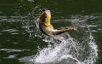 Fishing HD wallpaper