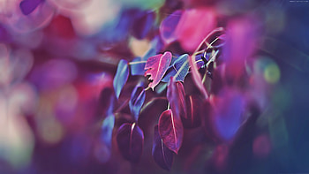Purple Leaves 2, leaves, nature, purple HD wallpaper