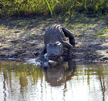 Look out!!! He's coming for you!, refuge, ms, alligator, gator, reptile, lake HD wallpaper