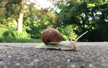 Snail, animal, nature, macro HD wallpaper