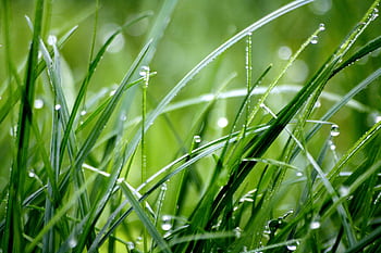 Macro shot capturing fresh green grass with dewdrops, highlighting nature's beauty. HD wallpaper