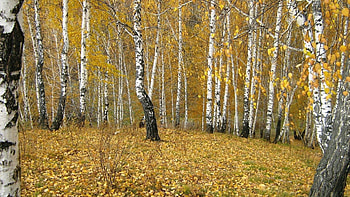 Nature, Autumn, Gold, Birches, Forest, Leaf Fall, Fall, Outskirts, Edge HD wallpaper