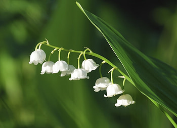 Lily of the Valley, Earthly elegance, Delicate blooms, Floral perfection HD wallpaper