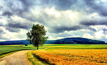 Autumn Fields, hills, path, clouds, sky, tree HD wallpaper