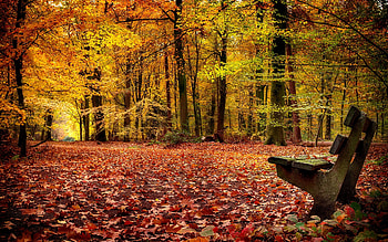 Bench in autumn forest, rest, leaves, fall, trees, autumn, forest, walk, foliage, beautiful HD wallpaper