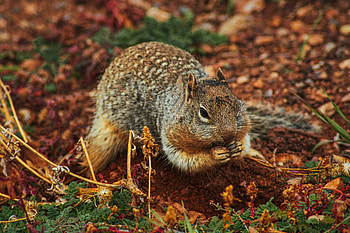 Animals, Squirrel, Land, Earth, Rodent, Dig HD wallpaper