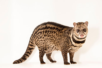 Joel Sartore, Indian civet HD wallpaper