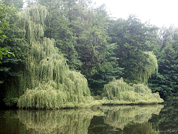 Reflection in the water, beautiful, reflection, water, tree HD wallpaper