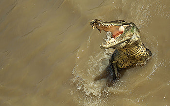 Alligator, Freshwater inhabitant, Camouflaged predator, Large reptile HD wallpaper