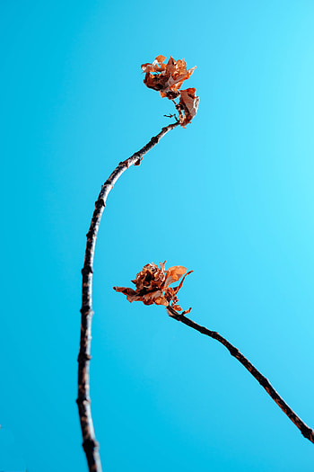 Sky, Leaves, Miscellanea, Miscellaneous, Branches, Dry HD phone wallpaper