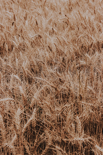 Nature, Plant, Field, Ears, Spikes, Inflorescences, Inflorescence HD phone wallpaper