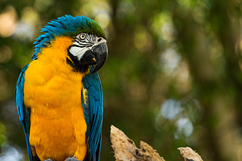 Animals, Parrots HD wallpaper