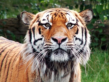 Animals, Muzzle, Big Cat, Sight, Opinion, Tiger, Satisfied, Content HD wallpaper