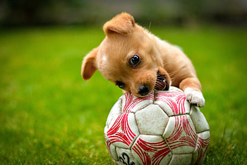 Puppy training, Dog Sports HD wallpaper